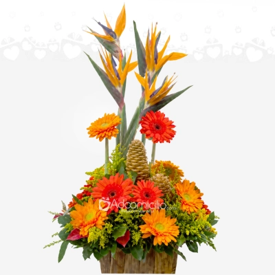 Arreglo Floral Exótico Con Gerberas A Domicilio En Cali 
