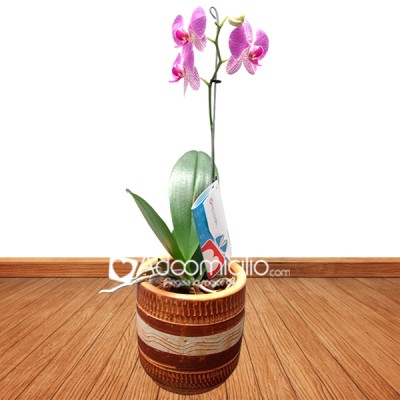 Regalos día de la mujer Cali Orquidea natural florecida Pedido con 1 Día de Anticipación