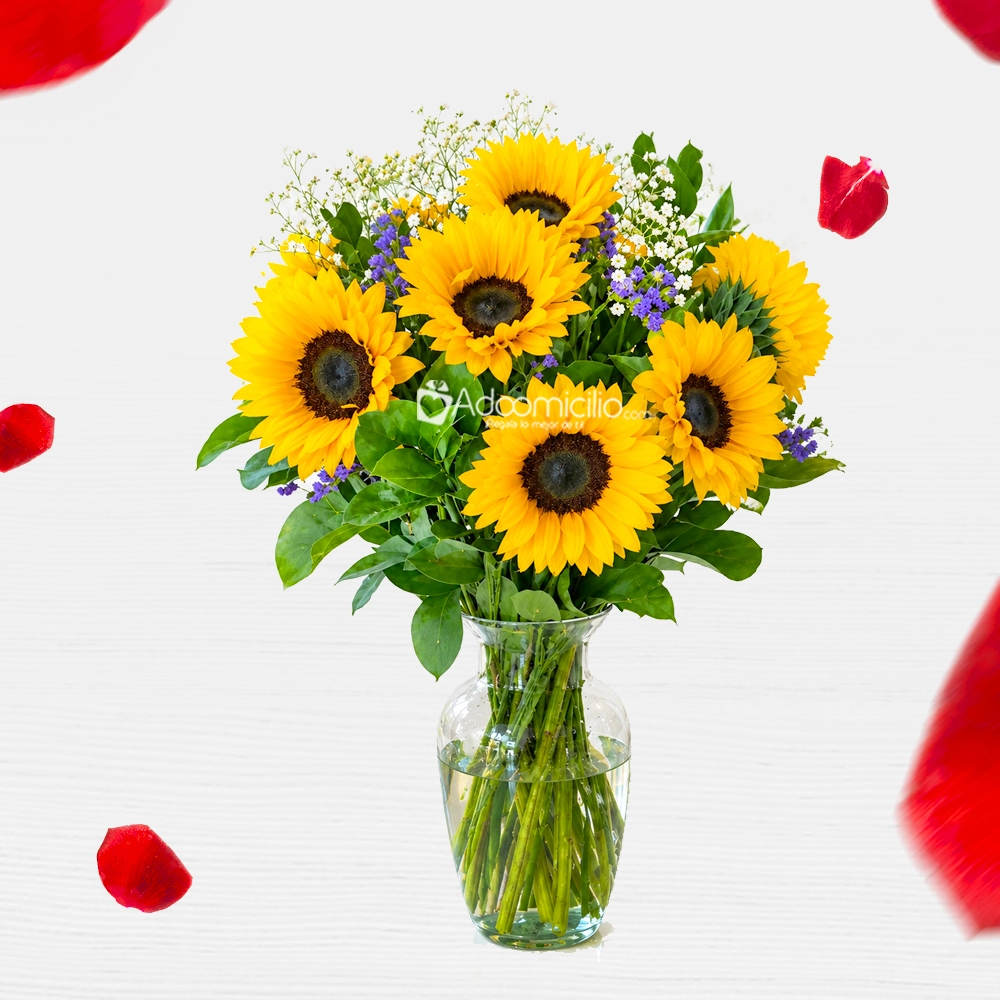 Girasoles Para Amor Y Amistad A Domicilio En Bucaramanga Pedido Con Un Día De Anticipación