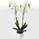 Orquídea En Matera A Domicilio En Barranquilla 
