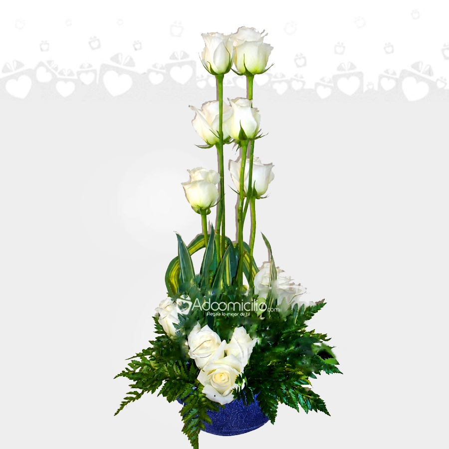 Rosas Blancas A Domicilio En Cali 